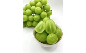 【先行予約2026年8月頃発送】大府市産　シャインマスカット800g（1房入り） 232238_CT003