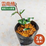 【2025年9月以降発送】雲竜椿　苗木×2（樹高25cm前後）【雲竜椿 苗木 ツバキ 三河雲龍 盆栽 茨城県 鹿嶋市 50000円以内】（KDM-005）