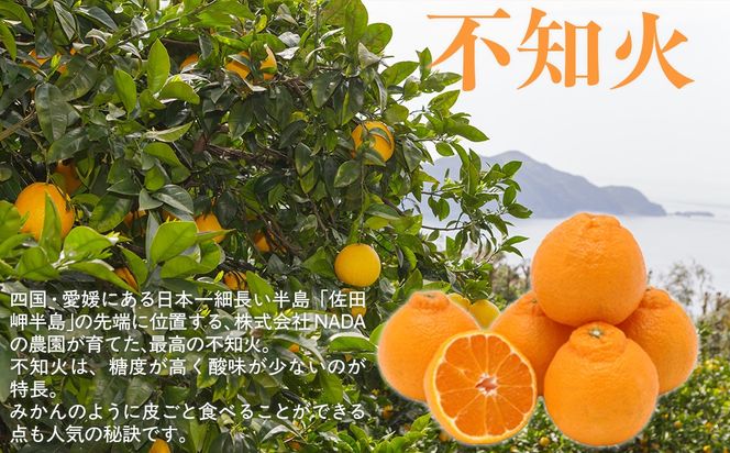 【先行予約】【農家直送】愛媛県産 不知火 贈答用 4.5kg （2026年2月下旬〜3月下旬頃発送予定） IKTC008