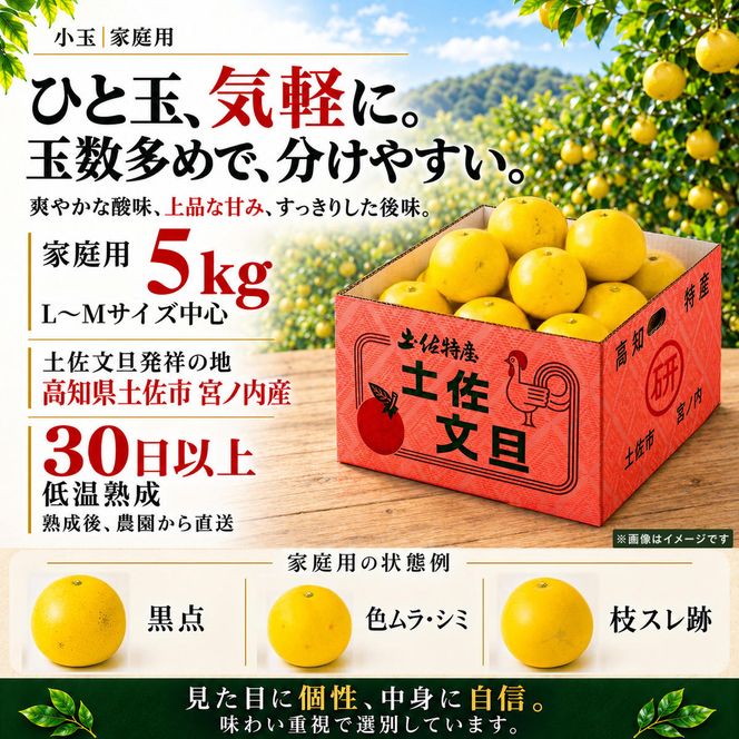 土佐文旦 小玉 5kg 家庭用 日本ギフト大賞受賞 文旦発祥の地 園主こだわり 食べ切りサイズ L～M 高知県土佐市産 高知県産 国産 5キロ ぶんたん ブンタン みかん 柑橘類 高級フルーツ 果物 産地直送 お取り寄せ ギフト 数量限定 季節限定 先行予約 やの一果彩[BQAC017]