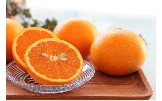 主井農園 清見オレンジ 【訳あり 家庭用】約7kg_ZS6113n