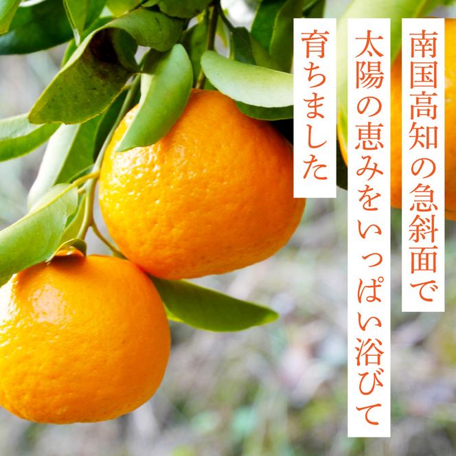 【CF-R7hbk】SKS027　訳あり “高知県産”ご家庭用ぽんかん（約5kg）〈須崎市共通返礼品〉みかん 農家直送 サイズ混合 有機質肥料100% ミカン 訳アリ ワケアリ 数量限定