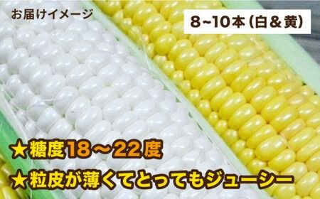 【 先行予約：2024年7月以降順次発送 】 糸島 トウモロコシ 『もきっこ』 白 黄 ミックス （ 8～10本 ） 《糸島》 【内田農業】 [AZH003]