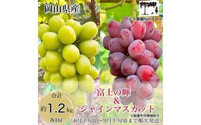 ぶどう 2026年 先行予約 話題の品種 富士の輝＆こだわりのシャインマスカット 贈答ランク 合計約1.2kg ブドウ 葡萄 岡山県産 国産 フルーツ 果物 ギフト 【 Nini farm 農家 直送 】 [№5735-3312]