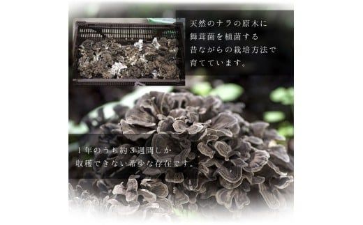 【2026年発送分先行予約】訳あり 丹波山村産 原木舞茸 約1kg 2026年秋頃より順次発送予定 / 丹波山名産 希少 無農薬 無添加 舞茸 まいたけ わけあり 規格外 正規品より若干小振り 原木栽培 きのこ キノコ 産地直送【tab0240】