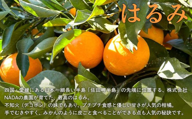 【先行予約】【農家直送】愛媛県産 はるみ 贈答用 4.5kg（2026年1月中旬〜2月上旬頃発送予定） IKTC009 