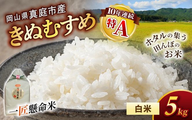 令和8年産 真庭市産 きぬむすめ 白米 5kg / お米 国産 岡山県 米 きぬむすめ 人気 ブランド 2026年産 【tkns005-02】