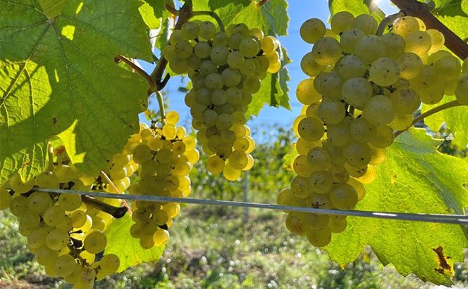 2024 en. Chardonnay　信州　小諸市ワイン　白ワイン　シャルドネ　Greve.t　KomorokkoFarm&Winery