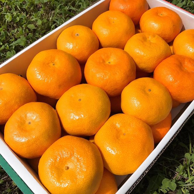 【先行予約】【特秀品】有田みかん 和歌山県産 約10kg（M～2Lサイズ混合）