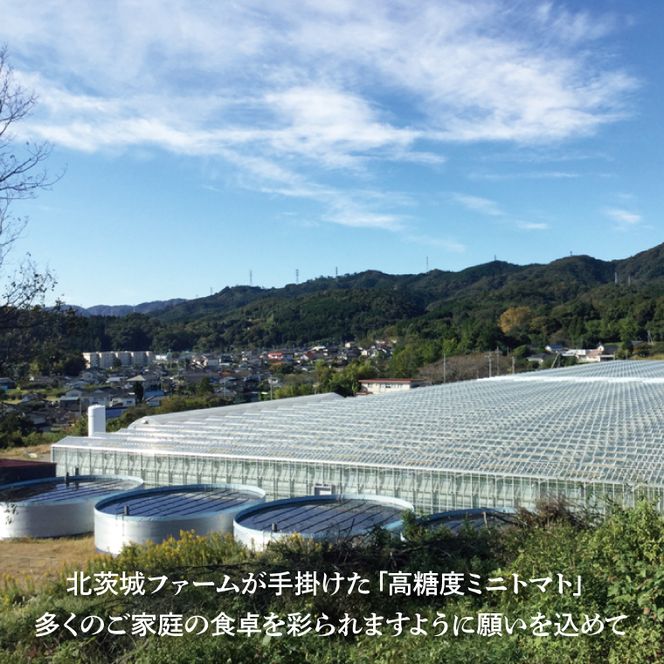 珊瑚トマト　150ｇパック×12入り【野菜 トマト とまと ミニトマト みにとまと フルーツトマト 新鮮 リコピン ビタミン】（AX202）