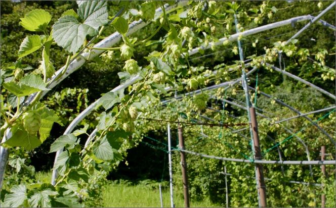 クラフトビール　TK100-Fresh HOP MEISTER ［Green］（瓶）　京丹後産ホップ使用　6本セット　TO00129