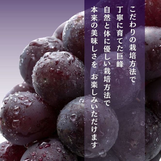 【2026年9月～発送】種あり巨峰 約2kg 安心安全 こだわりの栽培方法 除草剤不使用 栽培期間中 ネオニコチノイド系農薬不使用 化学合成肥料不使用 