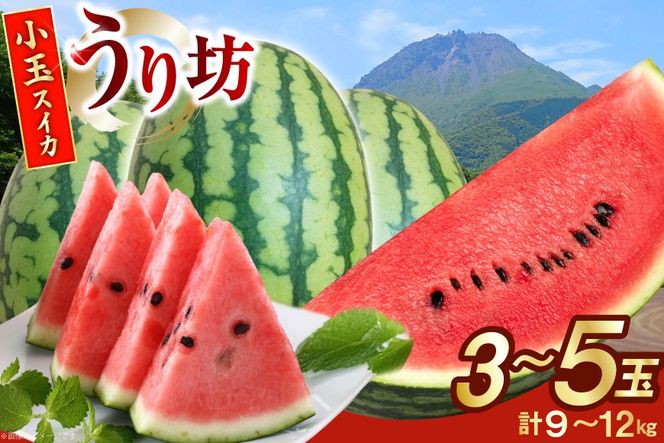 AJ645 【令和8年度出荷分】 島原スイカ倶楽部 小玉スイカ うり坊 3～5玉 計9～12kg [ 先行予約 数量限定 小玉 うり坊 スイカ 西瓜 フルーツ 果物 長崎 長崎県 島原市 ]