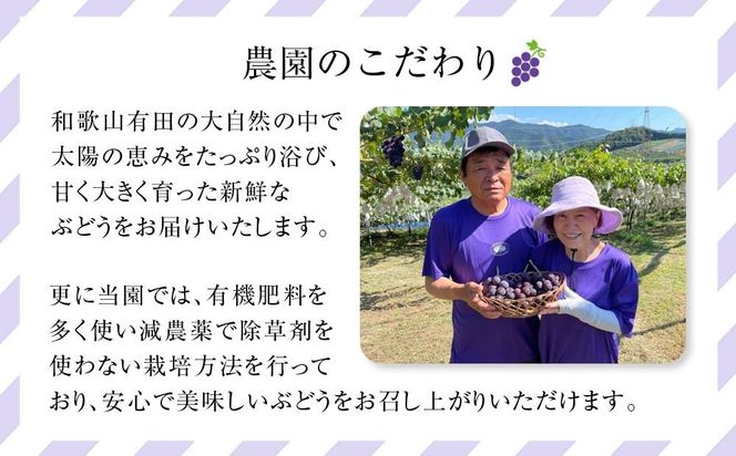 先行予約 和歌山 有田産 巨峰 約2kg 4〜7房 ぶどう フルーツ 果物［2026年8月下旬以降発送］  DU01