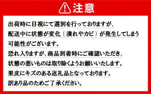 訳あり 愛南ゴールド ( 河内晩柑 )  8kg みかん 蜜柑 河内晩柑 和製 グレープフルーツ 傷 不揃い 規格外 常温 愛媛県 愛南町青果市場 発送: 4月上旬～なくなり次第終了