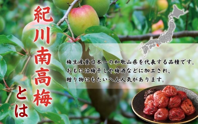 紀州南高梅　かつお【ハチミツ無】 塩分10%（1.5kg）なかやまさんちの梅干　うめ　ウメ【nky003-215k】