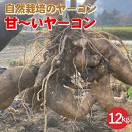 【期間限定】自然栽培の甘～いヤーコン 12kg 京都 亀岡産 かたもとオーガニックファームよりお届け《野菜 産地直送 国産 健康 食品 ダイエット 芋 》 ※2024年11月上旬～2025年1月下旬頃に順次発送予定 ※離島への配送不可