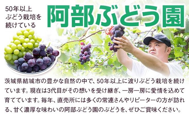 訳あり 巨峰 約2kg (5～8房) 阿部ぶどう園 《8月中旬-9月末頃出荷予定》茨城県産 結城市 果物 ぶどう フルーツ 産地直送【配送不可地域あり】(離島)---yuki_abb_5_1500g---