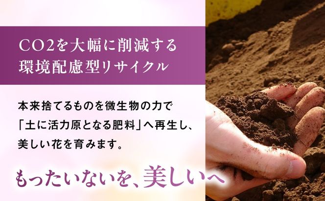 【 30セット 限定 】 デンファレ （ 洋蘭 ） 5本 立ち 《糸島》【和饗エコファーム株式会社】 蘭 洋蘭 デンファレ 花 インテリア お祝い 贈り物 [AVI003]