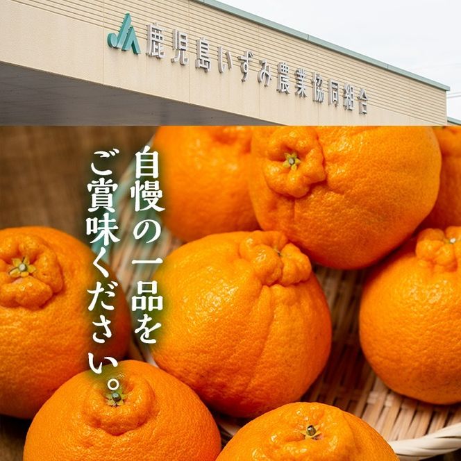 ＜先行予約受付中！2026年1月以降順次発送予定＞数量限定！鹿児島で生まれたオリジナル品種「大将季」(約5kg・15～24玉) 果物 フルーツ 柑橘 果実 ハウス栽培 ギフト【鹿児島いずみ農業協同組合】akn018-22