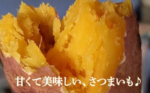  熟成 紅はるか 5kg M-Lサイズ さつまいも いも 低温熟成 完全熟成収穫 甘い 糖度 焼き芋 やきいも スイートポテト おやつ 高糖度 料理 国産 愛媛県 愛南町 青果市場