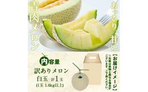 【春限定・数量限定】牧さんの訳ありメロン 白玉(青肉)1玉 a1-058-s