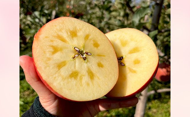 【2026年 11月～発送】りんご 訳あり サンふじ 約 3kg フルーツ 果物 旬 不揃い 先行予約 