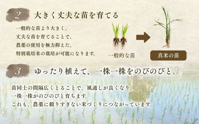 伊賀米コシヒカリ 令和8年産 新米 特別栽培米「真米」白米10kg【ymnk0002A】