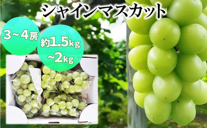 シャインマスカット 3～4房（1.5kg~2kg程度） かんたぶどう 【2288】
