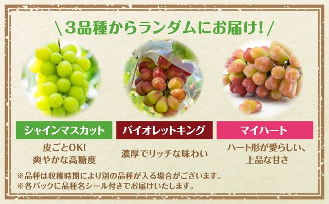 【先行予約】 ぶどう食べ比べパック 約300g×4パック (訳あり粒タイプ) 2026年10月上旬より順次発送 粒パック シャインマスカット バイオレットキング 巨峰 ピオーネ マイハート ゴルビー クイーンニーナ 家庭用 オススメ 福島県 田村市 ふくしま 鈴木農園 N046-008-R8