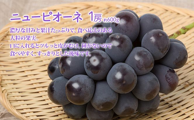 桃 ぶどう 詰合せ 2026年 先行予約 清水 白桃 2玉（1玉250g以上） ニュー ピオーネ 1房 約600g 岡山県 赤磐市産 フルーツ 果物 あかいわファーマーズガーデン