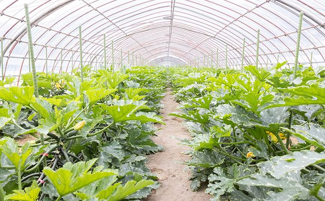 瀬戸内 牛窓産 ズッキーニ 約2kg（12本前後） 野菜 岡山県産 