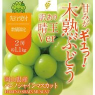 先行予約 訳あり 木熟ぶどう ハレノシャイン シャインマスカット晴王 2房 約1.1kg 9月～10月発送 皮ごと食べる みずみずしい 甘い フレッシュ 晴王 冷蔵 晴れの国 おかやま 果物大国 家庭用 ハレノフルーツ