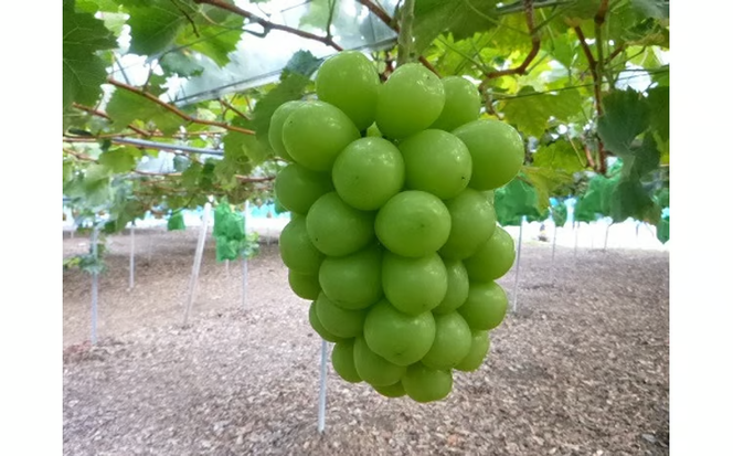 【2026年先行予約】NF-15.NISSHOKU FARM 特選大粒シャインマスカット岡山【nisfarm015-02】