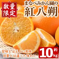 ＜先行予約受付中！2027年2月上旬以降順次発送予定＞まなべみかん園の紅八朔(約10kg) 国産 鹿児島県産 阿久根市産 柑橘類 みかん ミカン 蜜柑 果物 フルーツ べにはっさく 期間限定 数量限定 贈答用 ギフト デザート【有限会社まなべみかん園】akn034-05