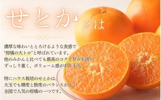 阪口農園のハウスせとか 3kg (2L～3L 9玉～12玉) 【先行予約】【数量限定】【2025年2月中旬~3月中旬までに順次発送】 せとか ハウスせとか みかん ミカン 蜜柑 柑橘 フルーツ 果物 くだもの 旬 産地直送 農家直送【msa001A】