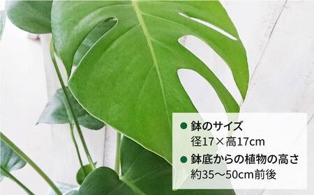 モンステラ 糸島市 / cocoha [AWB018] 観葉植物 グリーン インテリア 室内