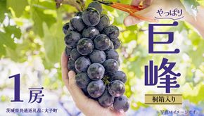 【桐箱入り】 巨峰 １房【2026年7月上旬発送開始】 (茨城県共通返礼品：大子町) ぶどう 葡萄 ブドウ フルーツ 果物 スイーツ ギフト 贈答用 贈り物 プレゼント
