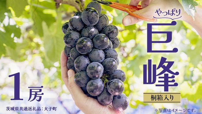 y錧vszy˔z  P[y2026N7{Jnz (錧ʕԗiFq) Ԃǂ  uhE t[c ʕ XC[c Mtg p 蕨 v[g