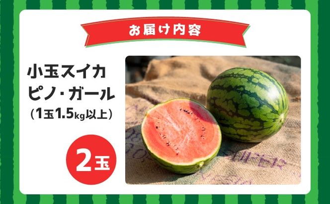 ＜先行予約＞北海道伊達産 小玉スイカ "ピノ・ガール" 【tom-001】