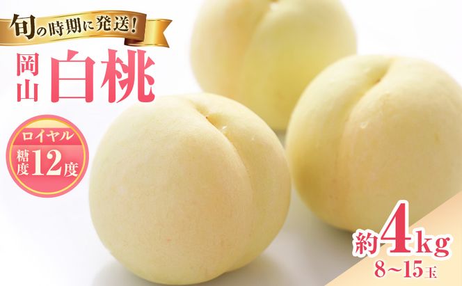 【2026年先行受付】 白桃 特秀 ロイヤル 大玉 約4kg(8～15玉) 岡山県産 桃 もも モモ 御中元 ギフト 御礼 プレゼント 御礼 御祝 御供 果物 くだもの フルーツ