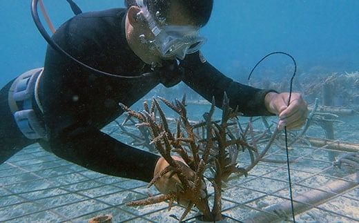 さんごの楽園プロジェクト(さんごの苗植え付け2本)【 海 海底 アクテビティ さんご サンゴ礁 サンゴ 自然 酸素 海を守る 守る SDGs 地球 地球保全 保全活動 森林 オアシス 石西礁湖 地球温暖化 環境 石垣島沖 さんご苗 苗 旅行 ツアー 海景色 海洋 海辺 海中 石垣島 石垣 沖縄 沖縄県 島 自然 】 SY-1