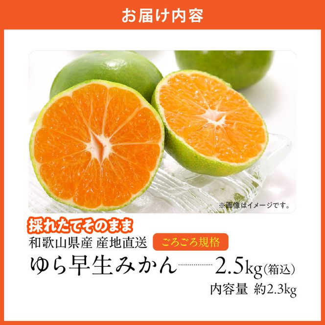 MK1065_【2026先行予約】ゆら早生 みかん 山から直送 箱込 2.5kg ( 内容量 2.3kg ) 採れたてそのままごろごろ規格 有田みかん 和歌山県産