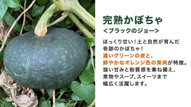 【 訳アリ 】完熟かぼちゃ ブラックのジョー 5kg（3～4玉） かぼちゃ 生かぼちゃ ほくほく ねっとり 甘い 国産 茨城県産 訳アリ お取り寄せ 野菜 国産 ［FA19-NT］