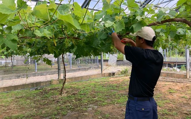 【先行受付】【糖度18度以上】 糸島産 シャインマスカット 1kg（2〜4房）【2026年8月中旬より順次発送】 糸島市 / 和饗エコファーム フルーツ 果物[AVI006] シャインマスカット マスカット ぶどう ブドウ フルーツ 果物 甘い 高糖度