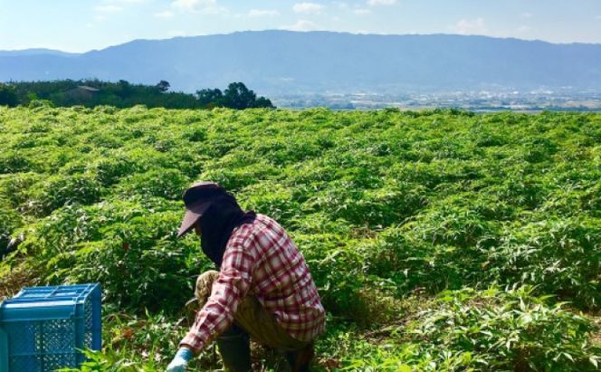 ★希少★日本山人参（葉と茎の粉末） 2袋 飲料類 お茶 野菜/人参 