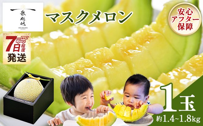 メロン 1玉入り【7日程度で発送】一果相伝マスク 最短配送 送料無料 めろん 青肉 果物 くだもの フルーツ 贈答用 贈答品 贈り物 ギフト 産地直送 篤農 高知県 香南市 常温 tn-0064