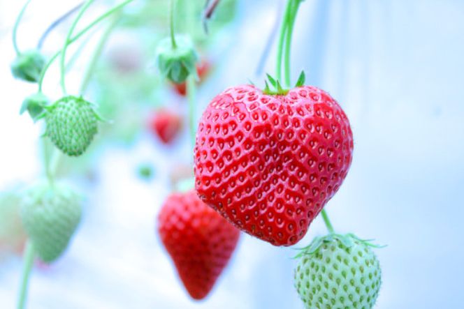 【完熟クラフト苺BERRY】有名シェフ御用達【樹上完熟よつぼし】約500g（出荷2026年12月上旬～2027年5月下旬）【yuji0001】