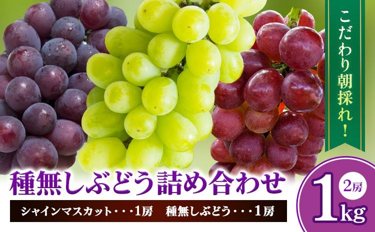 種無しぶどう詰め合わせ 約1kg 2房 ぶどう フルーツ 果物 岡山県産 中嶋ぶどう園 ブドウ[9月上旬-10月末頃出荷]岡山県 矢掛町 送料無料 お取り寄せフルーツ セット シャインマスカット 食べ比べ---osy_cnksbs_af9_25_15500_1---