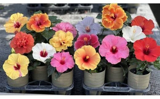 ハイビスカス（ロングライフシリーズ） 3種セット【農家直送】 | 植物 お花 花 鉢 鉢花 花鉢 フラワー ギフト プレゼント 贈り物 珍しい 育てやすい かわいい 可愛い キレイ おしゃれ オシャレ 送料無料 岐阜県 瑞穂市 ※北海道・沖縄・離島への配送不可